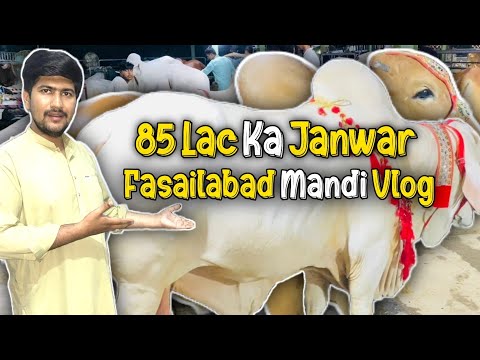 Mandi Vlog by Doctor at Fasialabad mandi for Qurbani