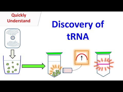 tRNA | Discovery of tRNA