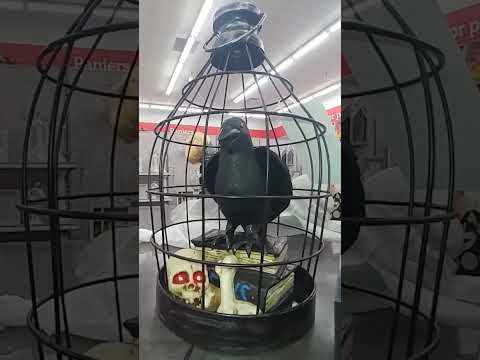 Gemmy 2024 Crow In Cage