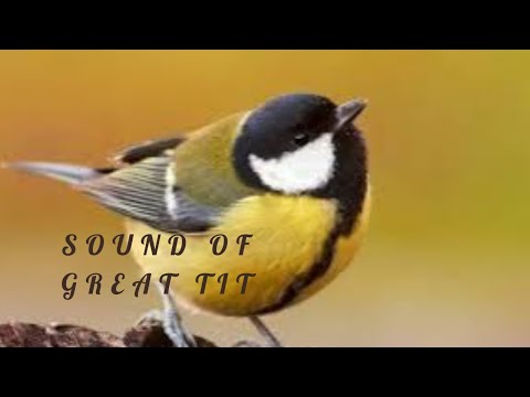 👉 S4 Great tit ( Parus major ) | Pițigoi mare