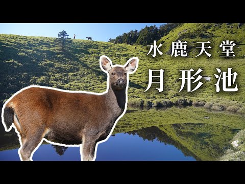 被水鹿包圍的秘境 月形池 三天兩夜 | 奇萊北峰 | 沉浸式登山