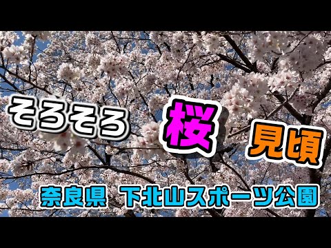 【桜スポット！】シーズン前に紹介