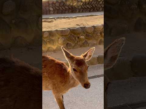 Friendly wild deer roam freely around Miyajima Island in Hiroshima Prefecture, Japan.