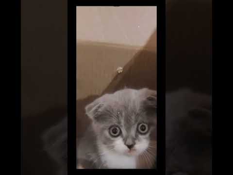 Cat baby #shorts #cats  #cat #catvideos