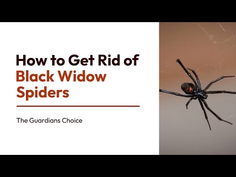 How to Get Rid of Black Widow Spiders | The Guardian's Choice