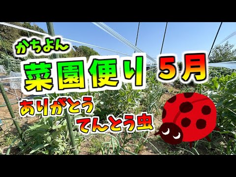 菜園だより・5月「てんとう虫さん、ありがとう」