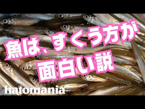 今が旬の琵琶湖ワカサギを掬ってみたら超楽しかった！【安物の網で大量捕獲に成功】