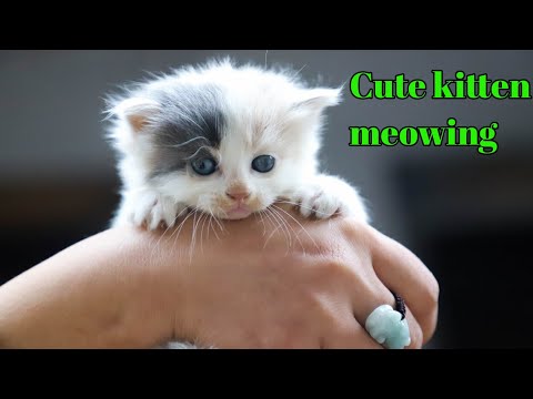 funny cats and kittens meowing compilation | funny videos