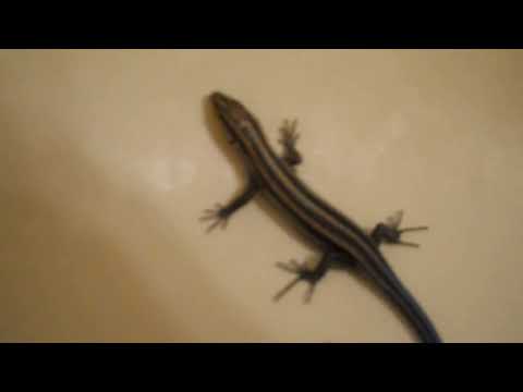 Blue Tailed Skink In the Bathtub