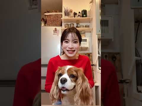 🐶👩🏻‍🦰【お知らせ】ケリーの‍初 YouTube LIVE📢