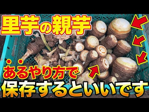 【来年まで持ちます】誰でも簡単にやれる里芋の保存方法。種芋や食用にすぐ使えるように