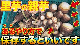 【来年まで持ちます】誰でも簡単にやれる里芋の保存方法。種芋や食用にすぐ使えるように