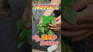 家庭菜園や農園のバジル栽培で長く収穫するための脇芽かき！大胆な剪定でバジルの収穫量を増やすバジルの育て方！【農園ライフ】#shorts