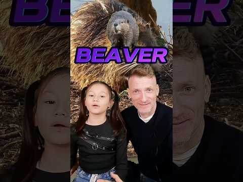 Beavers, Dams, Nature's Engineers | Nature's Wonders | STEM with Ailani's Little World