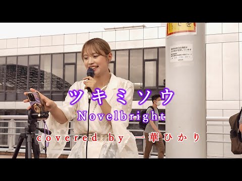 ツキミソウ / Novelbright  covered by 《一華ひかり》 ※概要欄にツアー情報あり