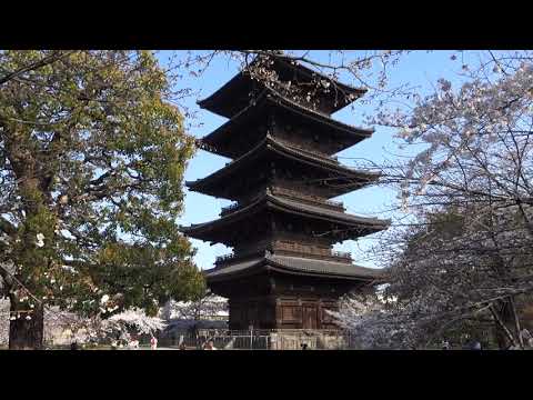 京都東寺賞櫻05