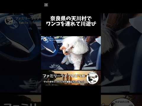 奈良県天川村にワンコを連れて川遊び 【西之谷ふれあいの森キャンプ場】#shorts s