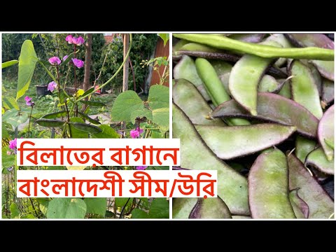 বিলাতের বাগানে বাংলাদেশী সীম/উরির ফলন