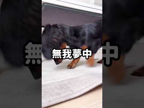 【やめません】穴開くまでは　#shorts  #犬 #dog