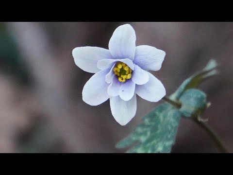 恋焦がれて日参 ／ 雪割一華・東一華