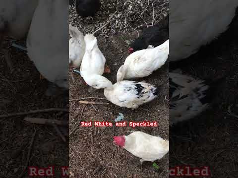 Ducks and Chickens battle for grapes yum 🗡🍇 #backyardchickens #chicken #backyardducks #duck 🐓🦆