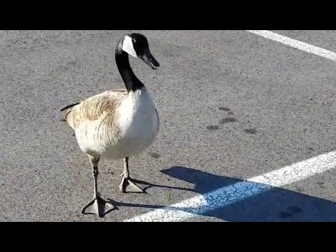 Saving a Goose from Dehydration