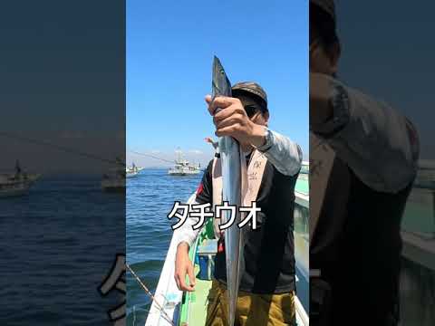 【釣って食べる】たちうおロール 長い魚は巻いたら旨くなる #Shorts