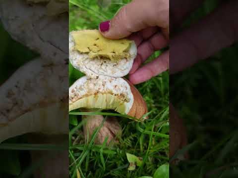 A very wormy mushroom #shorts #shortvideo #wildmushroom