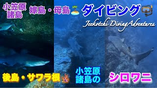 小笠原諸島・嫁島・母島🏝ダイビング🤿小笠原諸島🪸のシロワニたち😆👌2024年7月