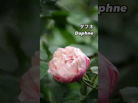 庭を彩る優美なバラ、ダフネ Daphne⠀ピンクの秋花が咲いた。2024年11月26日⠀ロサオリエンティスRosa Orientisのシュラブローズ。日本のバラ⠀