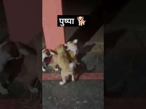 कुत्तों की मस्ती 🐕| पुष्पा कुत्ता झुकेगा नही  | #dog #pushpa #trending #viralvideo #youtubeshorts