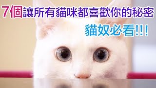 【動物製作】貓奴必看！7個讓所有貓咪都喜歡你的秘密