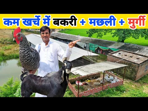 बकरी पालन के साथ मुर्गी और मछली पालन | Integrated goat fish and chicken farming