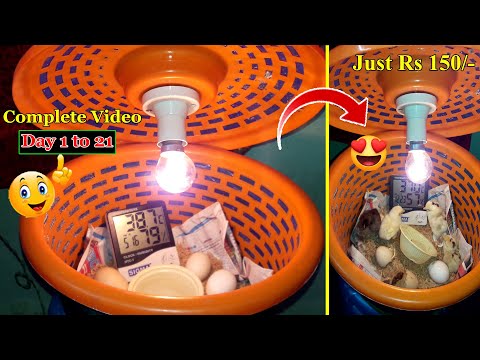 HOW TO MAKE PLASTIC BOX INCUBATOR | PLASTIC CONTAINER INCUBATOR | DIY 100% EFFICIENT | YOUCANDOTHIS