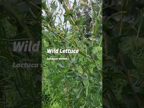 Wild Lettuce Harvest Time! #herbalmedicine #painrelief #foraging