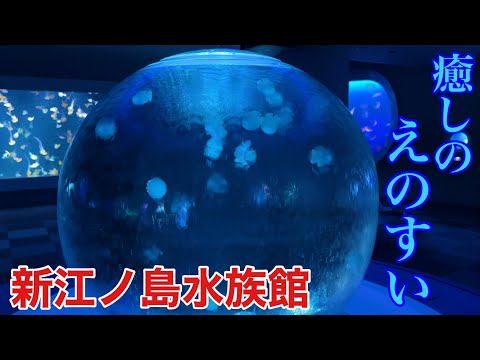 湘南にあるお洒落スポット 新江ノ島水族館に入ってみた(結論：素晴らしかった)