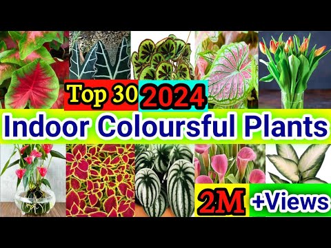 30 Indoor Colourful Houseplants | Indoor Colourful Plants with names | Bast Indoor Plant in Home