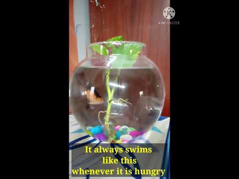 #fish#hungry fish|| our little hungry fish