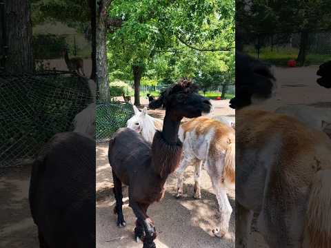 Alpaca 🦙 #shortsfeed #shortsviral #trending #nature #canadalife