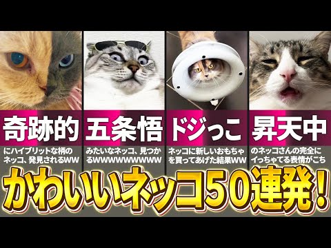 【かわいい猫50連発！】ツッコミどころ満載な可愛い猫動画集！パート2