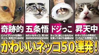 【かわいい猫50連発！】ツッコミどころ満載な可愛い猫動画集！パート2