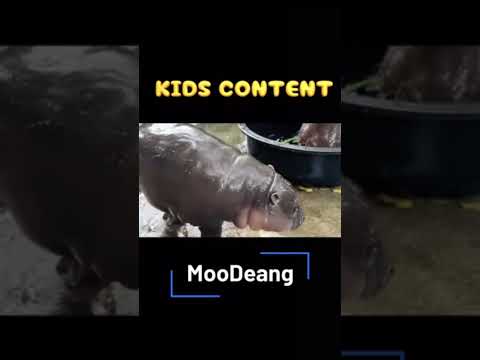 #kidscontent #การ์ตูน #Hippo #MooDeang #หมูเด้ง #สวนสัตว์เปิดเขาเขียว