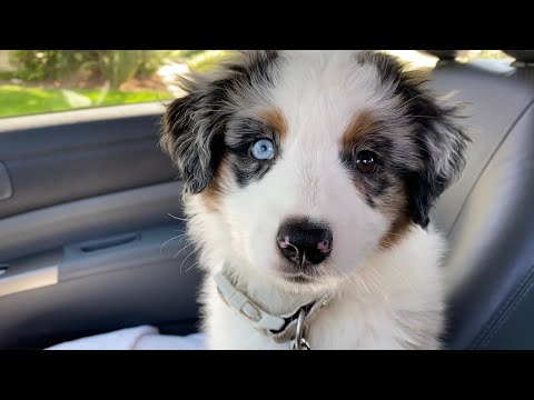 オーストラリアンシェパードの子犬がやってきた