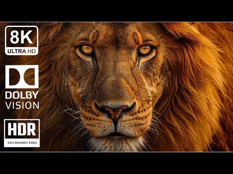 JUST REVEALED: DOLBY VISION WILDLIFE [8K HDR] - 2024 Forecast!