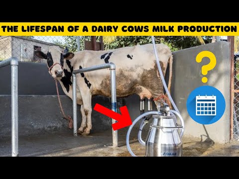 How Long Do Cows Produce Milk? Science Behind Dairy Capacity of A Cow - Dairy Farm Fatcs