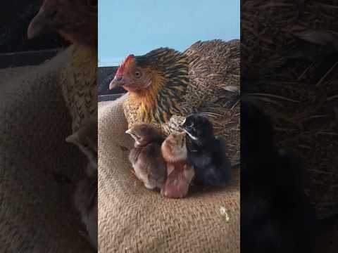 hen hatching eggs 21 days short video