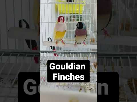 My fav pair of gouldian finches!