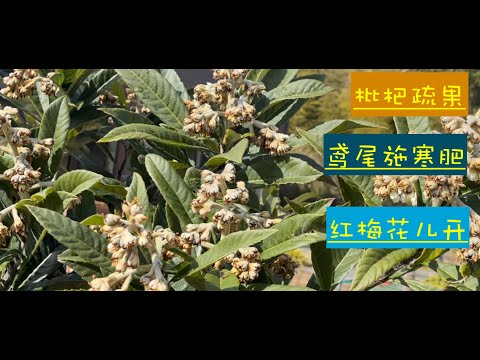 鳶尾和郁金香施寒肥，枇杷果有1厘米大了，红梅花儿也开了