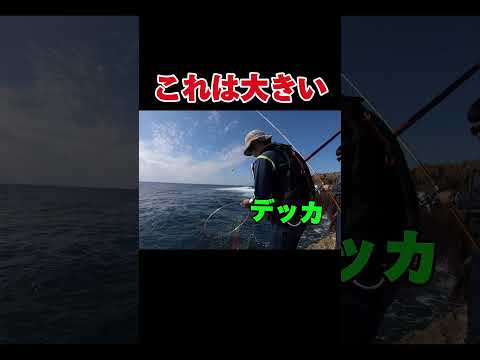 陸から大きい魚を釣り上げたが..沖縄本島#釣り#沖縄