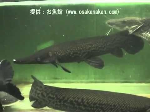 「アリゲーターガー（Alligator gar）」学名：Atractosteus spatula